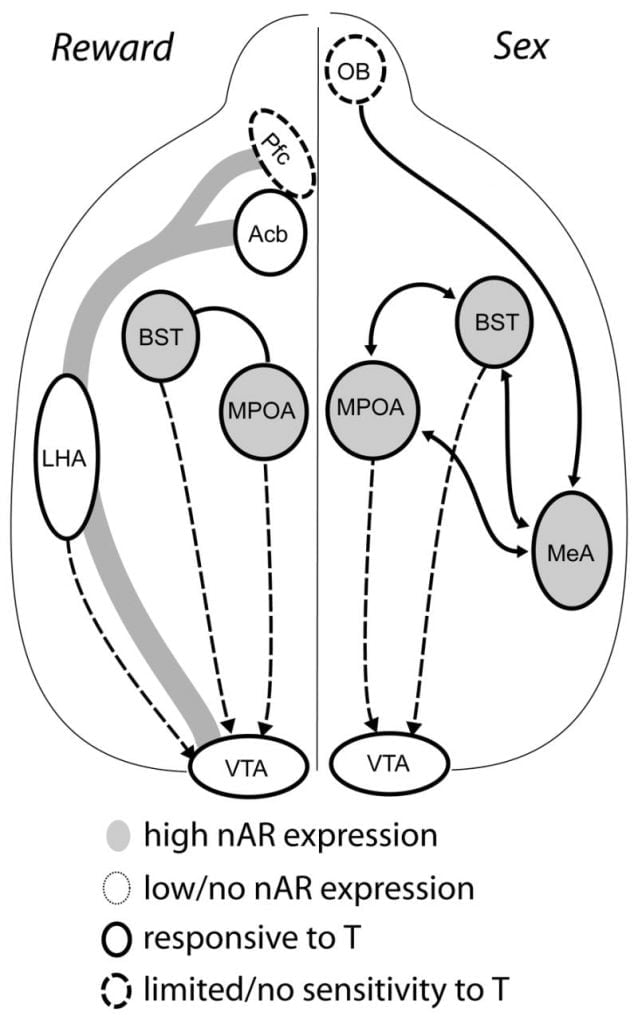 Adolescents and Androgens, Receptors and Rewards (2008) pic