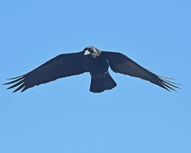 crow.lk_.jpg