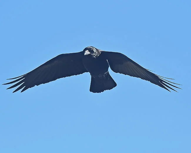 crow.lk_.jpg