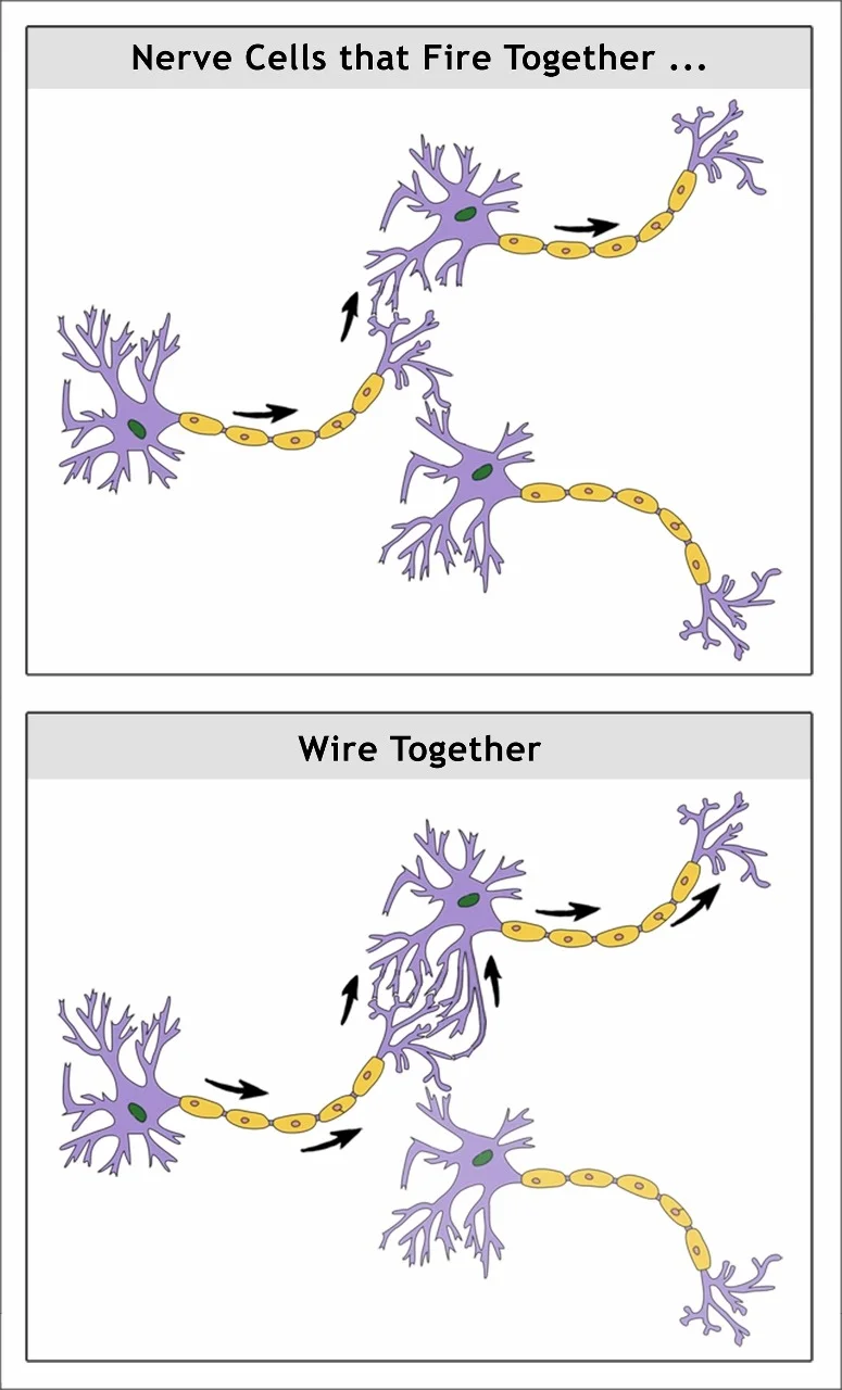 Sel-sel saraf yang menyala bersama, saling menyatu. Ini terjadi karena menonton film porno, serta dalam pembelajaran lainnya