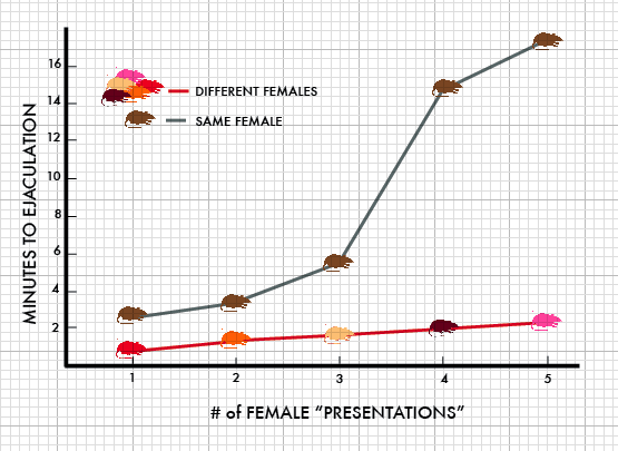 The coolidge-effect in displayed. The novelty issue in mating, shown with rats on the effects of porn.