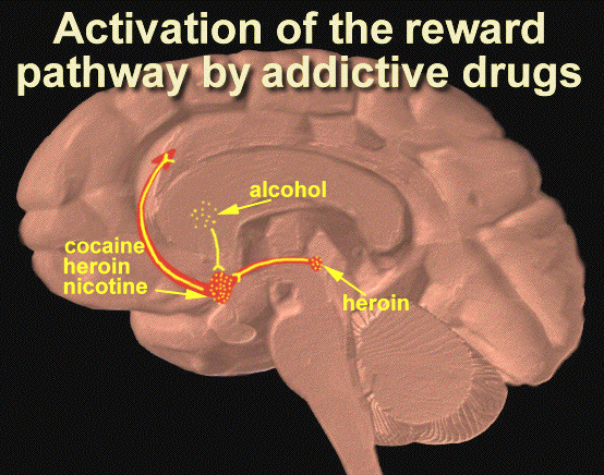 Cervello. Attivazione del percorso di ricompensa da droghe che creano dipendenza
