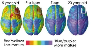 The components of the adolescent brain and its unique sensitivity ...
